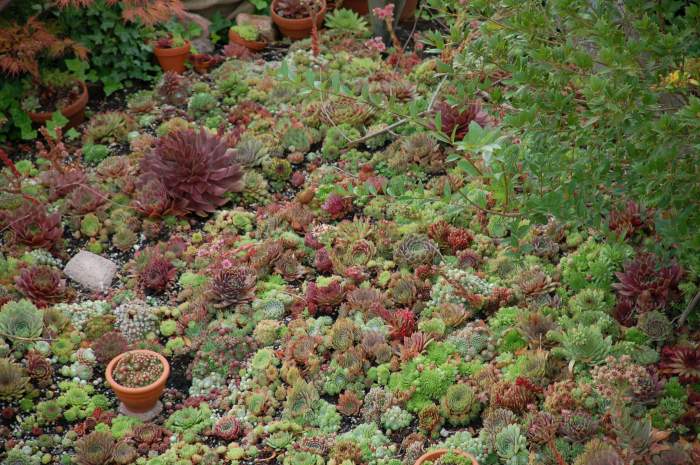 Sempervivum Dachwurz Hauswurz